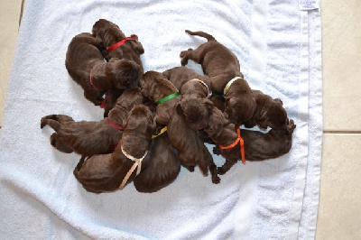 Des Héritiers De Pitch - Chiots choco nés chez Blackchoc - Toulouse