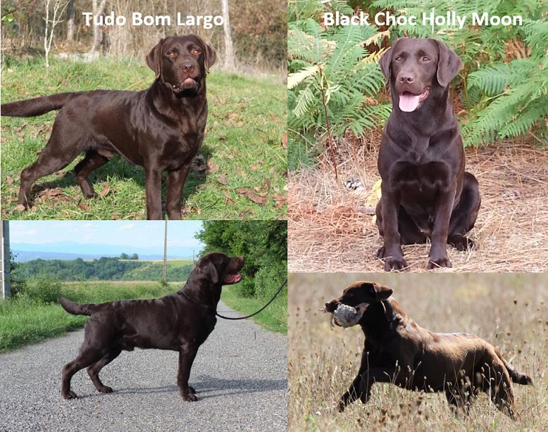 Des Héritiers De Pitch - Chiots labradors chocolats attendus fin novembre