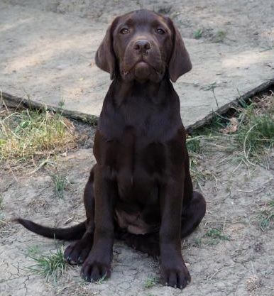 Des Héritiers De Pitch - Chiots labradors dispo chez nos amis de Tudo Bom