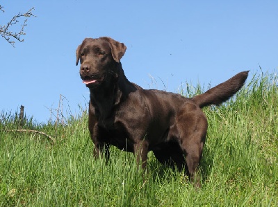 Des Héritiers De Pitch - Portée de labradors chocolats chez nos amis de Blackchoc - Toulouse