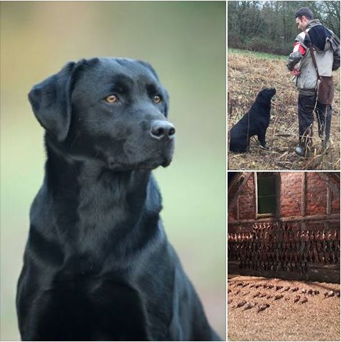 Des Héritiers De Pitch - Hirris RCACIT au Field Trial Open du Teilloy - 6 janvier 2018