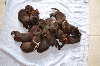  - Chiots choco nés chez Blackchoc - Toulouse