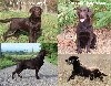  - Chiots labradors chocolats attendus fin novembre