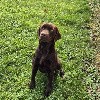  - A vendre - femelle labrador chocolat