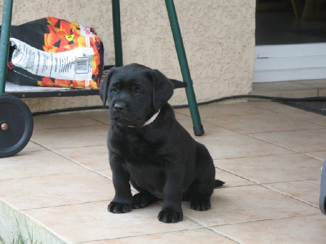 Des Héritiers De Pitch - Chiots noirs et sables attendus fin avril 2014