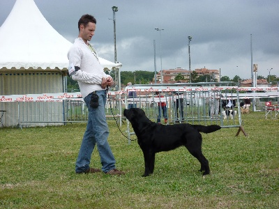 Des Héritiers De Pitch - Callie CACS & meilleur de race à la spéciale de race de l'Union 2011