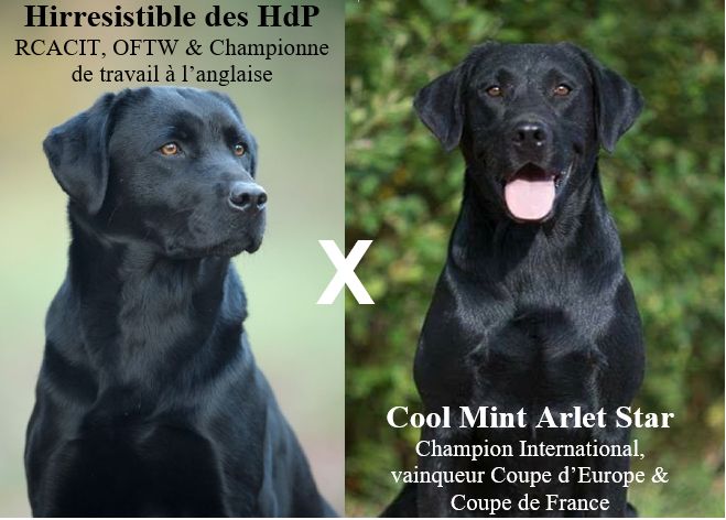 Des Héritiers De Pitch - Labrador Retriever - Portée née le 27/04/2019