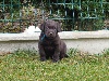 Looping - Male collier bleu