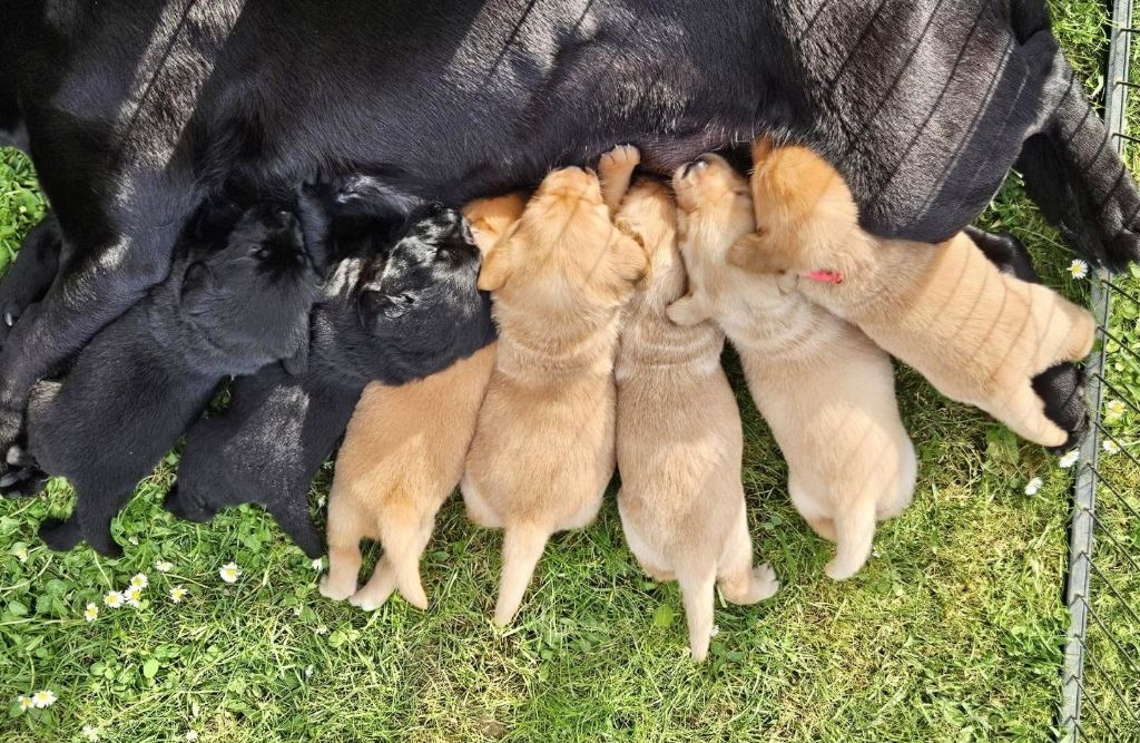 A réserver chiots labradors LOF sables et noirs lignée de champions.