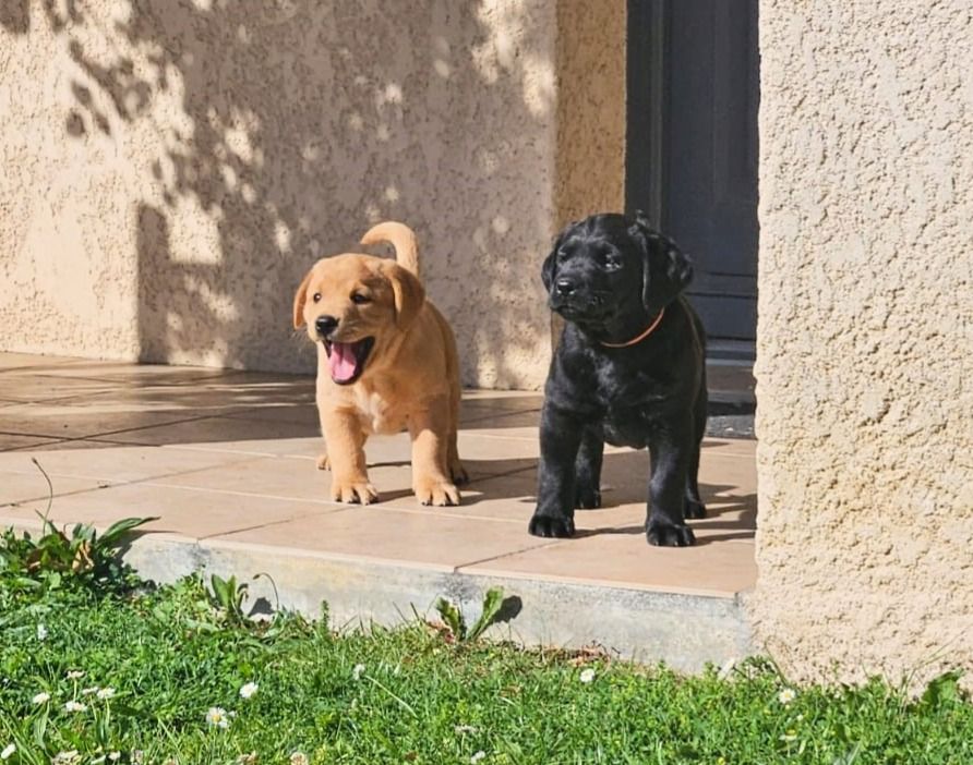 Des Héritiers De Pitch - Chiots disponibles - Labrador Retriever