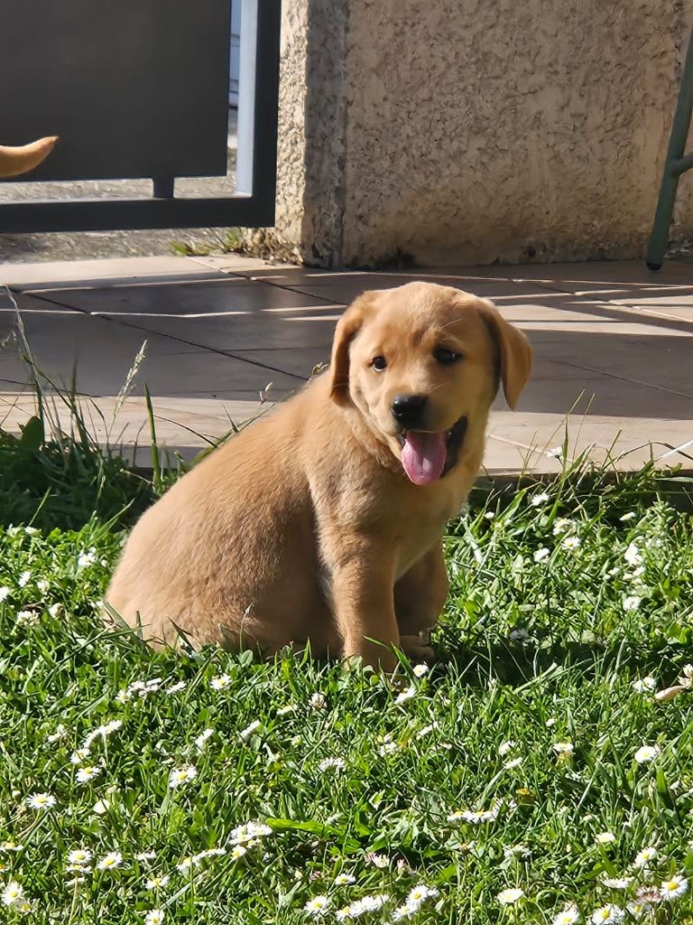 Des Héritiers De Pitch - Chiots disponibles - Labrador Retriever