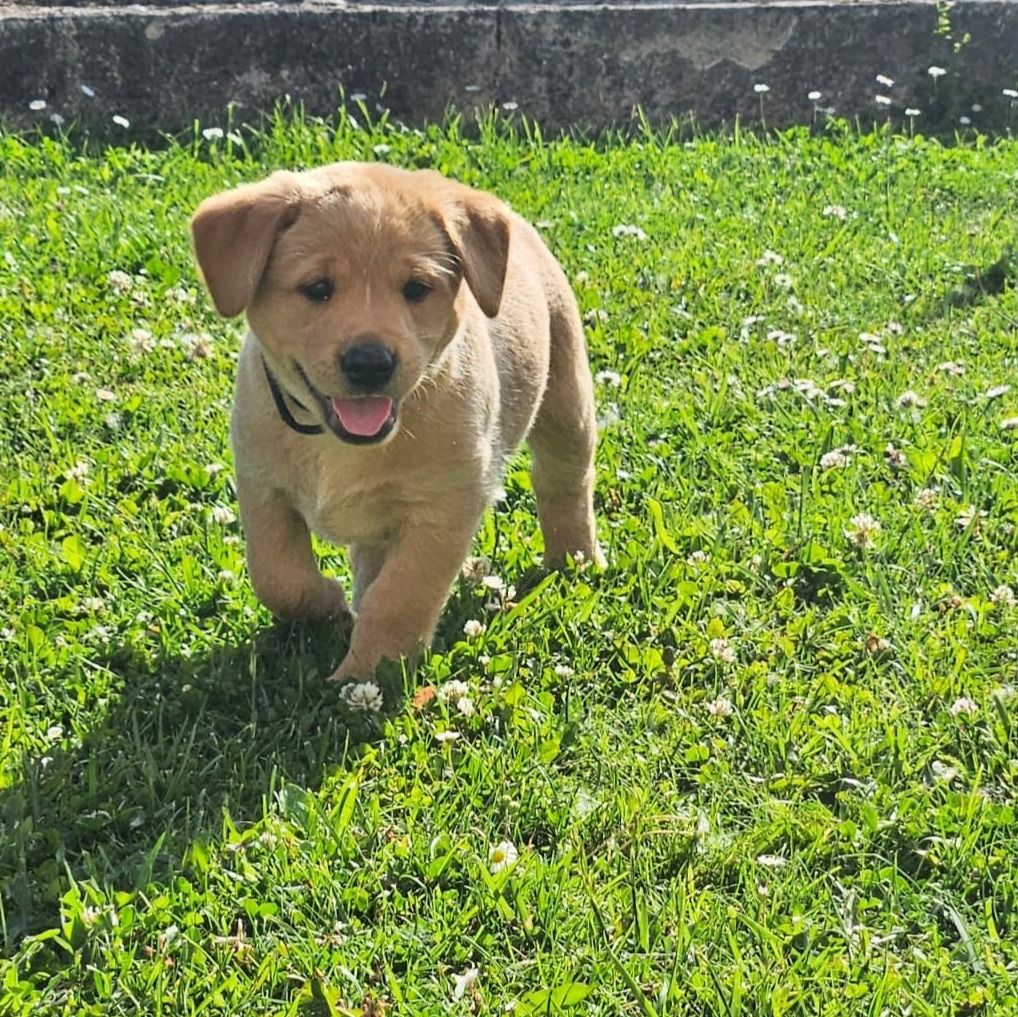 Des Héritiers De Pitch - Chiots disponibles - Labrador Retriever