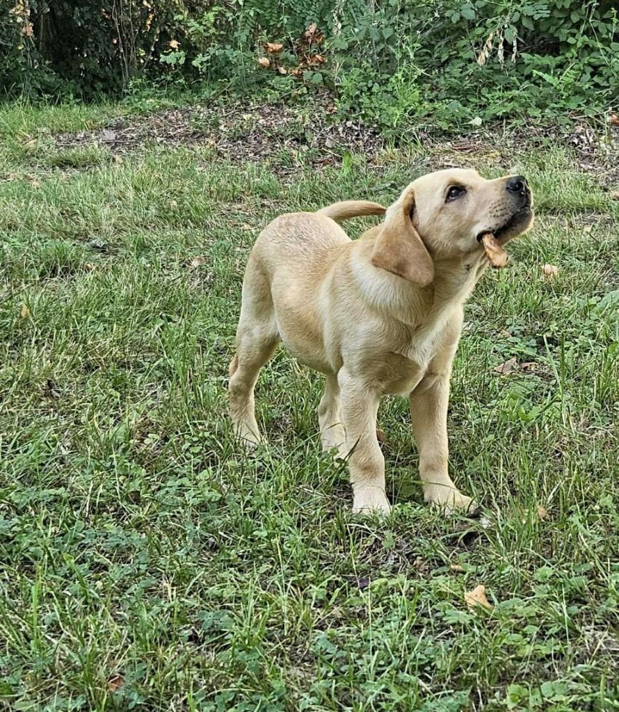 Des Héritiers De Pitch - Chiots disponibles - Labrador Retriever
