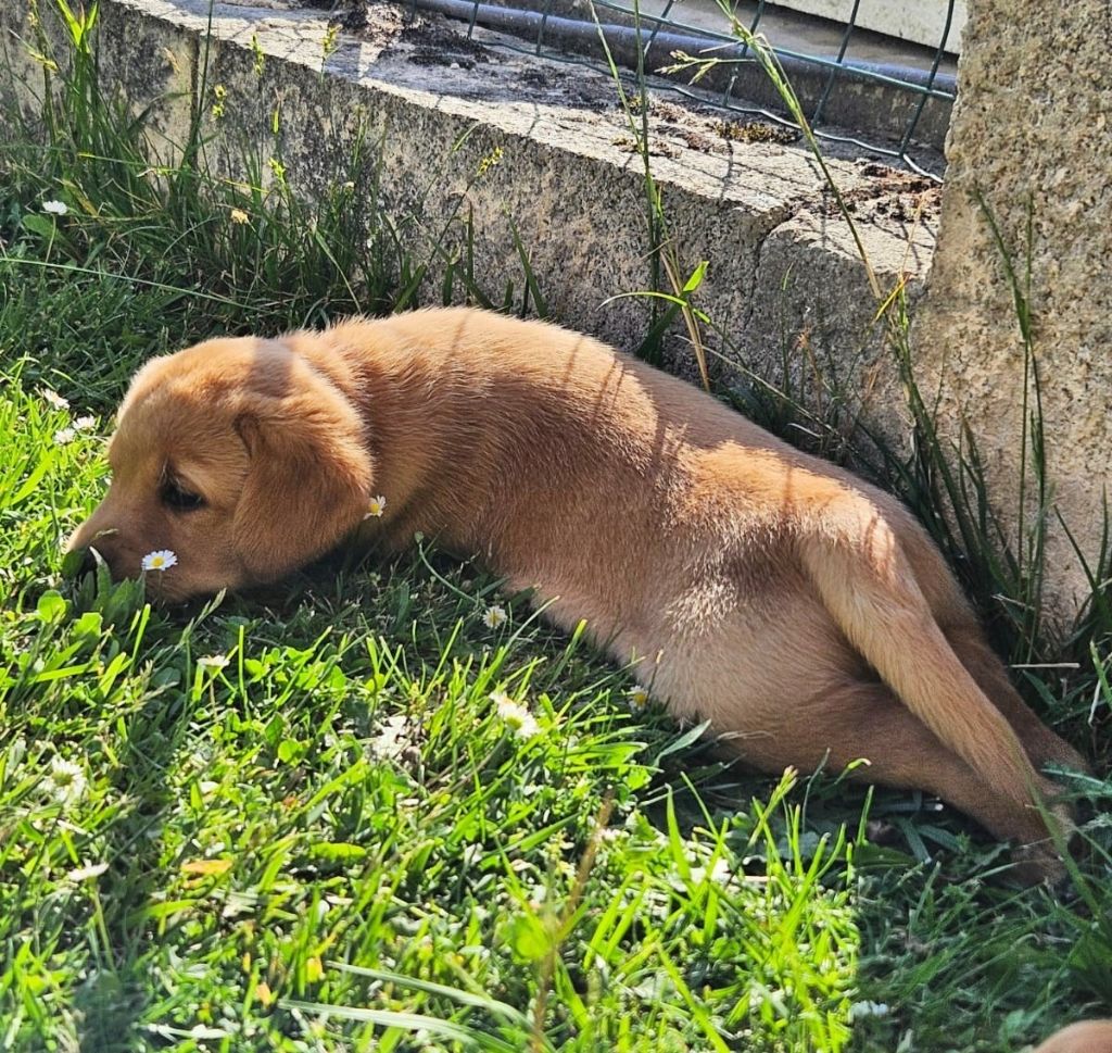 Des Héritiers De Pitch - Chiots disponibles - Labrador Retriever
