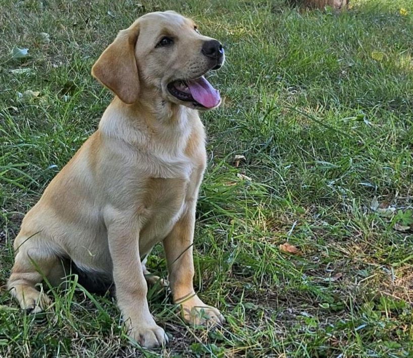 Cachorro Labrador Retriever Des Héritiers De Pitch